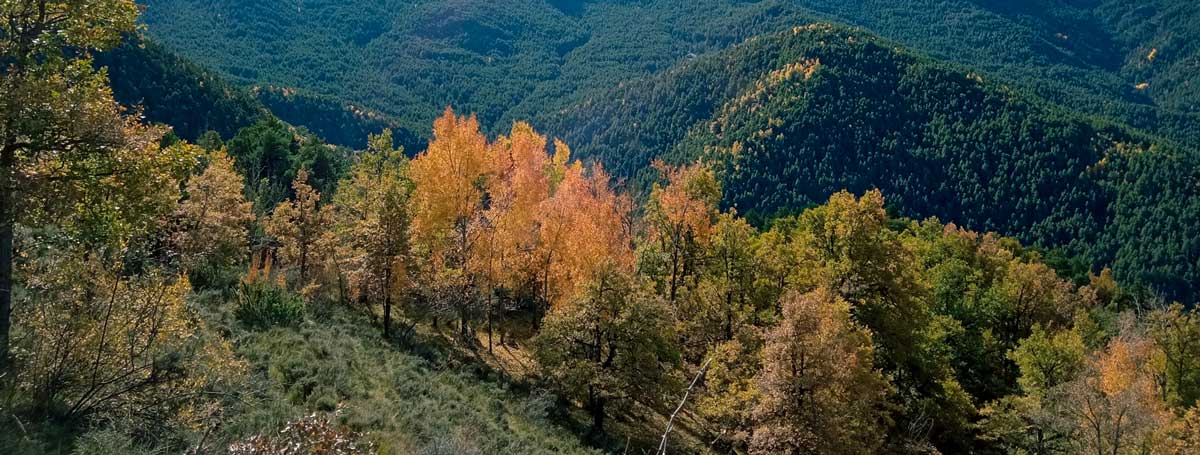 Gestió forestal naturalística