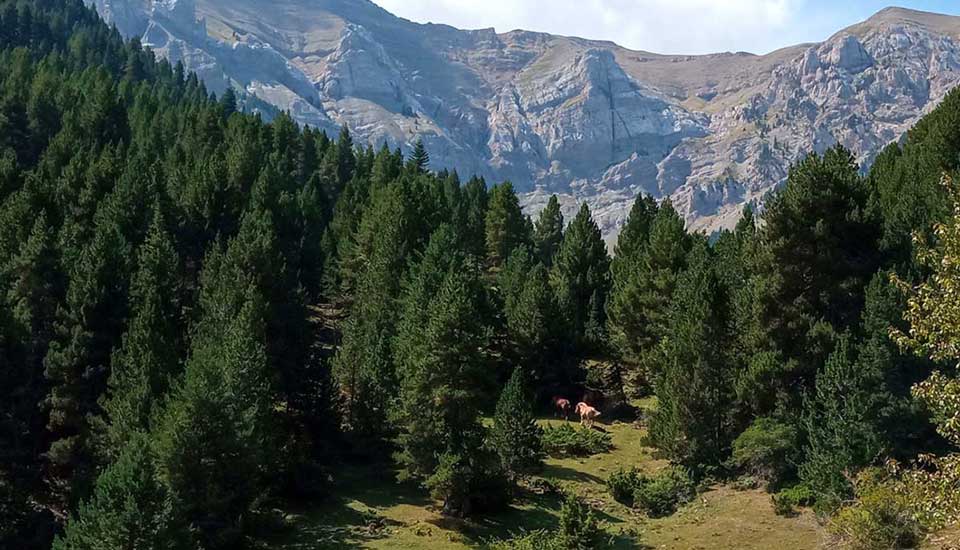 Gestió forestal