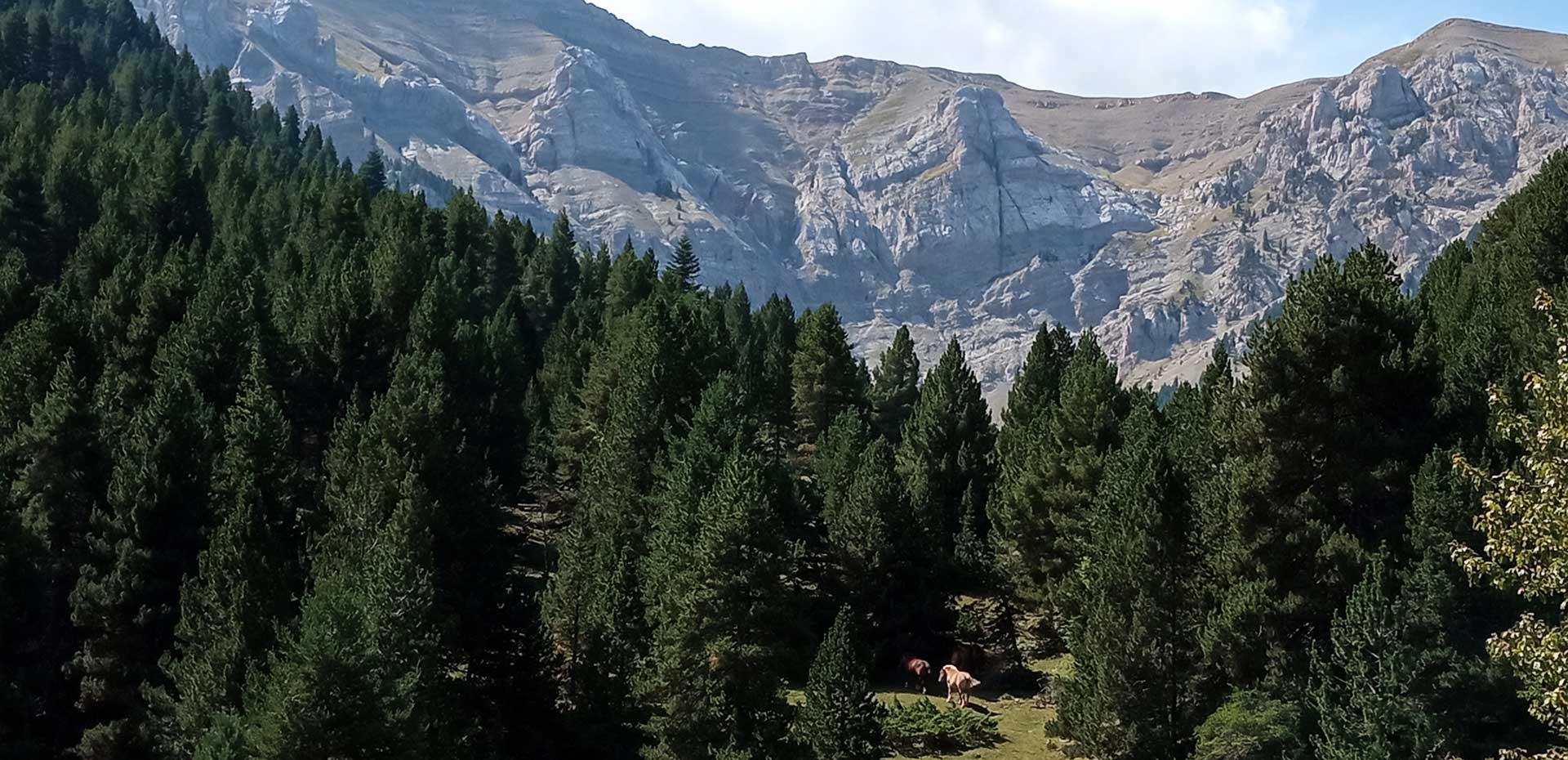 Gestió forestal